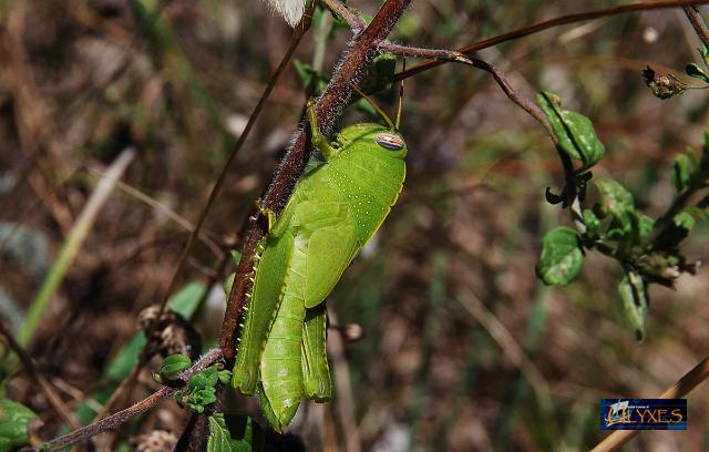 locusta anacridium aegyptium.JPG